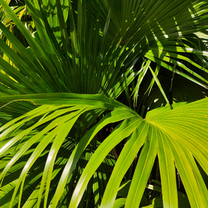 欧美一级婬片A片无码潘金莲直播
